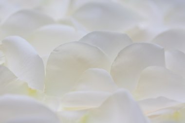 beyaz gül yaprakları