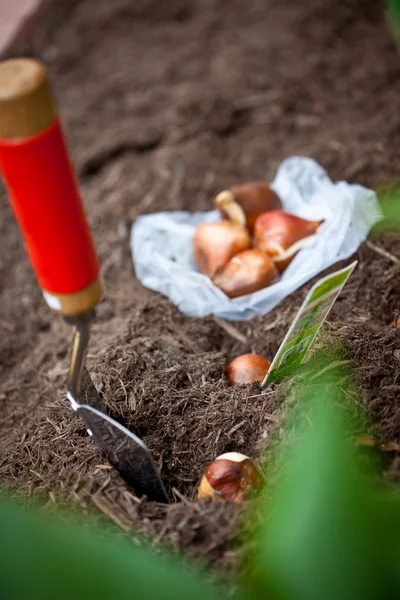 Tulpenzwiebeln — Stockfoto