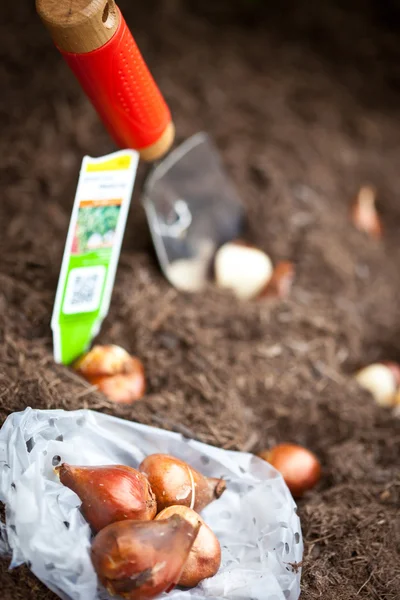 Bombillas de tulipán — Foto de Stock