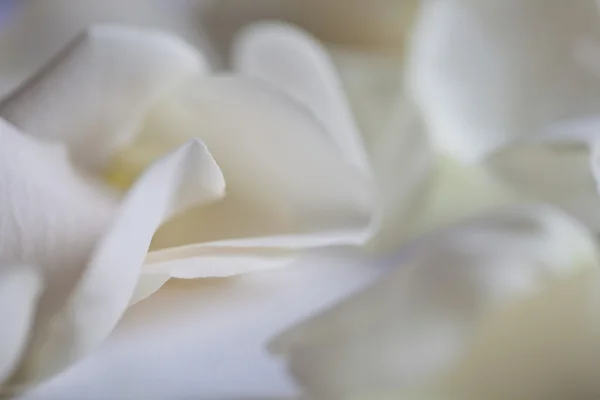 Weiße Rosenblätter — Stockfoto