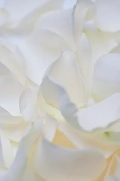White Rose Petals — Stock Photo, Image