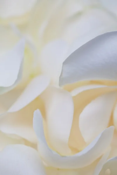 白いバラの花びら — ストック写真