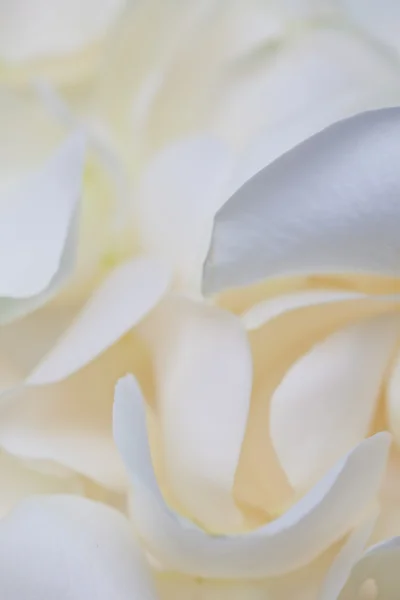 White Rose Petals — Stock Photo, Image