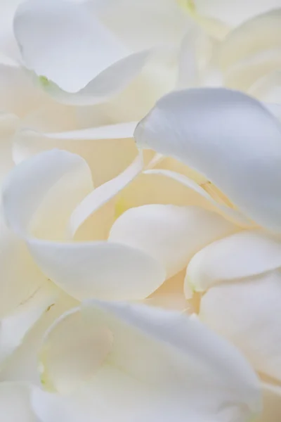 White Rose Petals — Stock Photo, Image