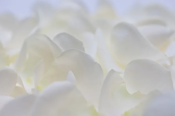 白色的玫瑰花瓣 — 图库照片