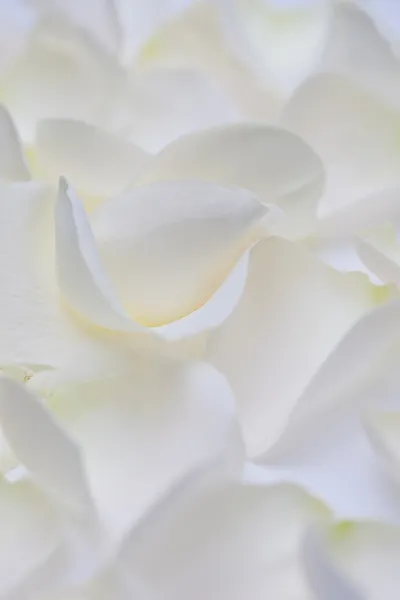 Weiße Rosenblätter — Stockfoto