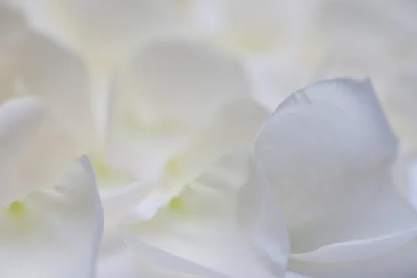 White Rose Petals — Stock Photo, Image