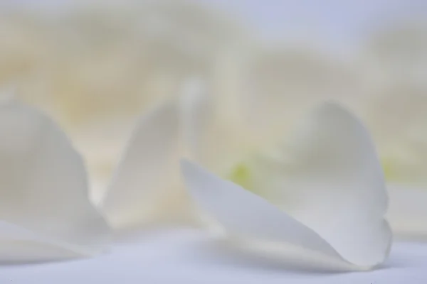 Белые лепестки роз — стоковое фото