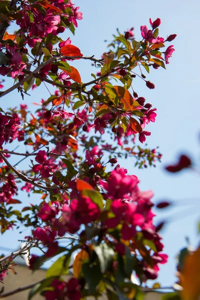 Blomväxter — Stockfoto