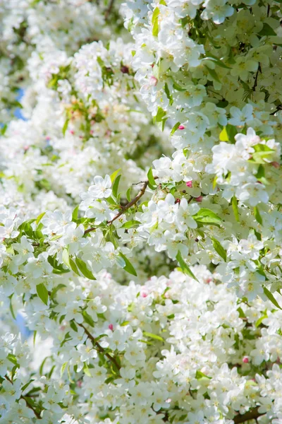 Flores de primavera —  Fotos de Stock