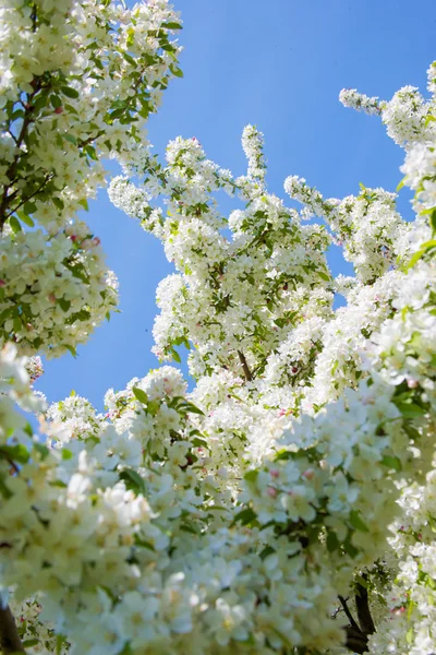 Flores de primavera —  Fotos de Stock