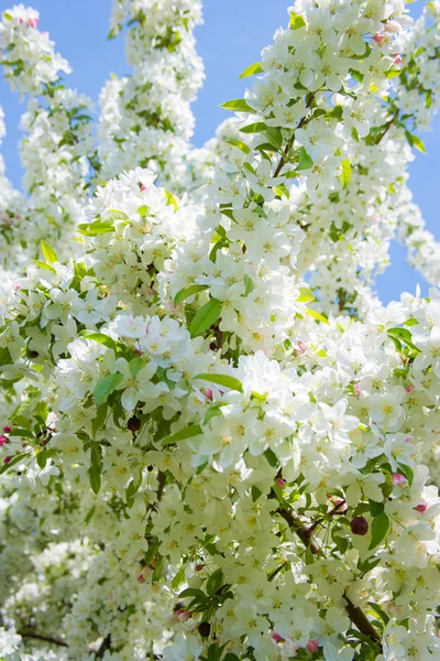 Flores de primavera —  Fotos de Stock