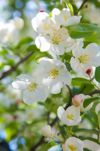 Flores de primavera —  Fotos de Stock