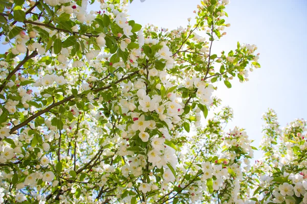 Flores de primavera — Fotografia de Stock