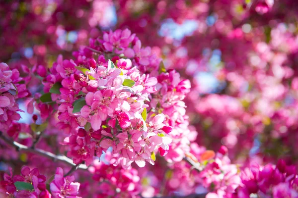 Flores de primavera Fotos De Stock
