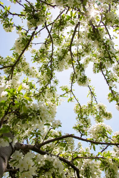 Flores de primavera Fotos De Stock Sin Royalties Gratis