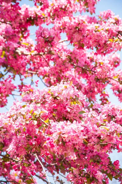 Fleurs de printemps Photos De Stock Libres De Droits