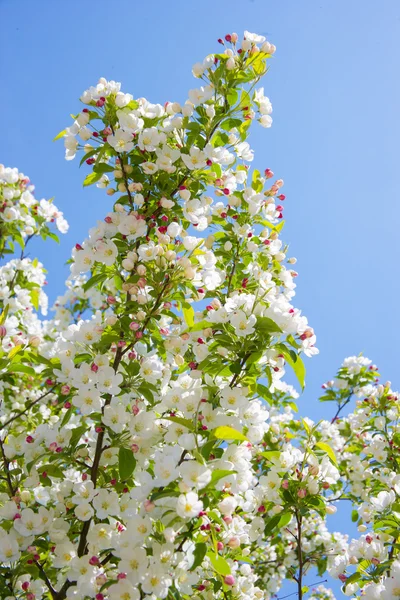 Flores de primavera Imagen De Stock