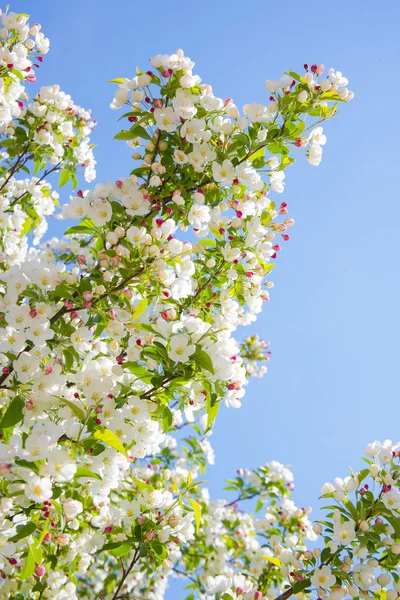 Flores de primavera Imagen De Stock