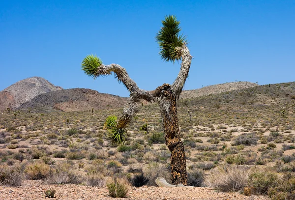 Joshua Tree — Stock Photo, Image