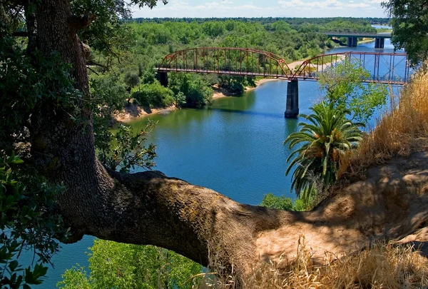 Tree over American River — Stock Photo, Image