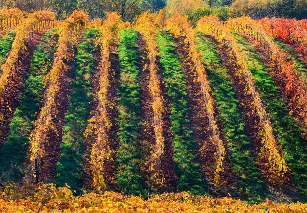 Weinberg — Stockfoto