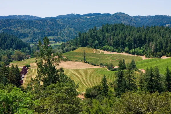 Vallée de Napa — Photo