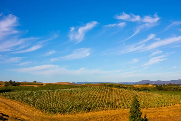 Valle de Napa — Foto de Stock