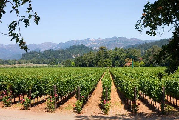 Vineyard — Stock Photo, Image