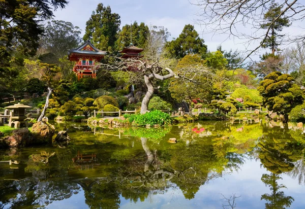 Japon çay bahçesi — Stok fotoğraf