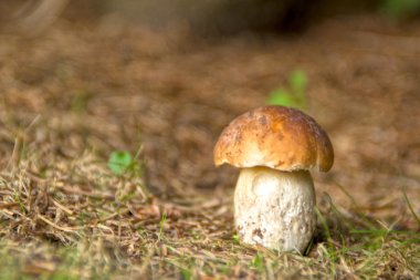 ormanda büyüyen taze porcini mantarı