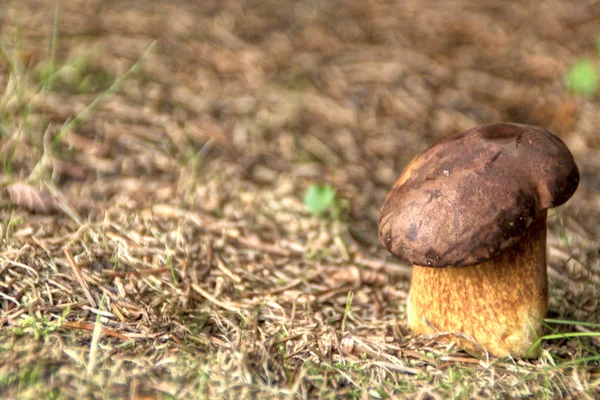 Świeże porcini grzyb rosnący w lesie — Zdjęcie stockowe