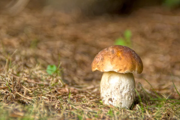ormanda büyüyen taze porcini mantarı