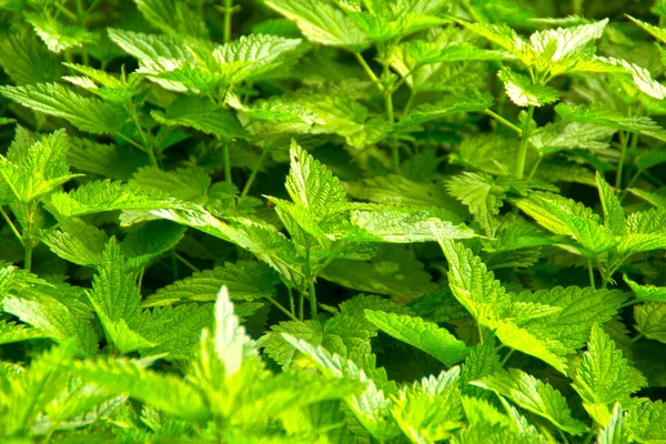 Folhas de urtiga verde close-up — Fotografia de Stock