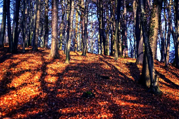 Märchenwald — Stockfoto