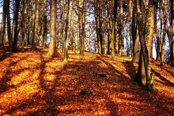 Fantasy Fairy Forest — Stock Photo, Image