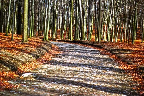 Fantasy Fairy Forest — Stock Photo, Image