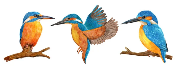 Acuarela dibujada a mano ilustración de pájaros martín pescador salvajes, plumas azules de color naranja azur, en la rama y volando. Naturaleza fauna natural en bosques fluviales, concepto de ecología. — Foto de Stock