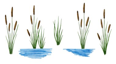 Suluboya el, su nehrindeki typha reed cattail bitkisinin resimlerini çizdi. Sulak arazi bataklık yürüyüşü, yeşil yapraklar kahverengi tohumlar, açık hava ilkbahar çiçekleri..