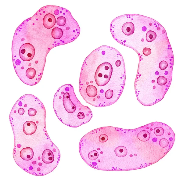 Ilustração aquarela de células roxas cor-de-rosa microorganismos microalgas, microscópio bio algas. Conceito para cosméticos medicina design de impressão de cuidados de saúde. Bactérias Pastel ameoba, forma redonda oval macia. — Fotografia de Stock