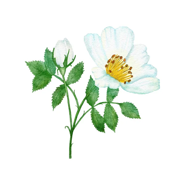 Watercolor hand drawn illustration of white wild rose with green leaf leaves, elegant dog-rose floral flower blossom petals, natural plant greenery. Nature herb, pastel wedding concept for print — Stock Photo, Image