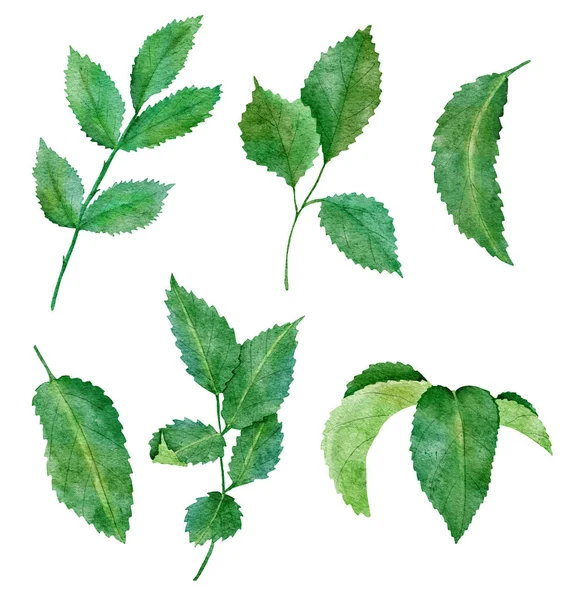 Akvarell handritade illsutration av gröna blad, ros blad grönska, vår sommar design för naturliga botaniska koncept tryck. Eleganta plantgrenar med livfulla färger. — Stockfoto