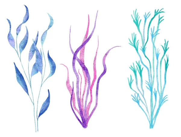 青いターコイズ紫の色 海の水中野生動物の海草植物の水彩イラスト 天然の夏のビーチデザイン サンゴ礁の生活自然 藻類ピンクのスパイラル — ストック写真