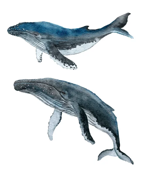 Akvarelové Znázornění Velryby Hrbaté Velkého Mořského Savce Mořský Oceán Podvodní — Stock fotografie