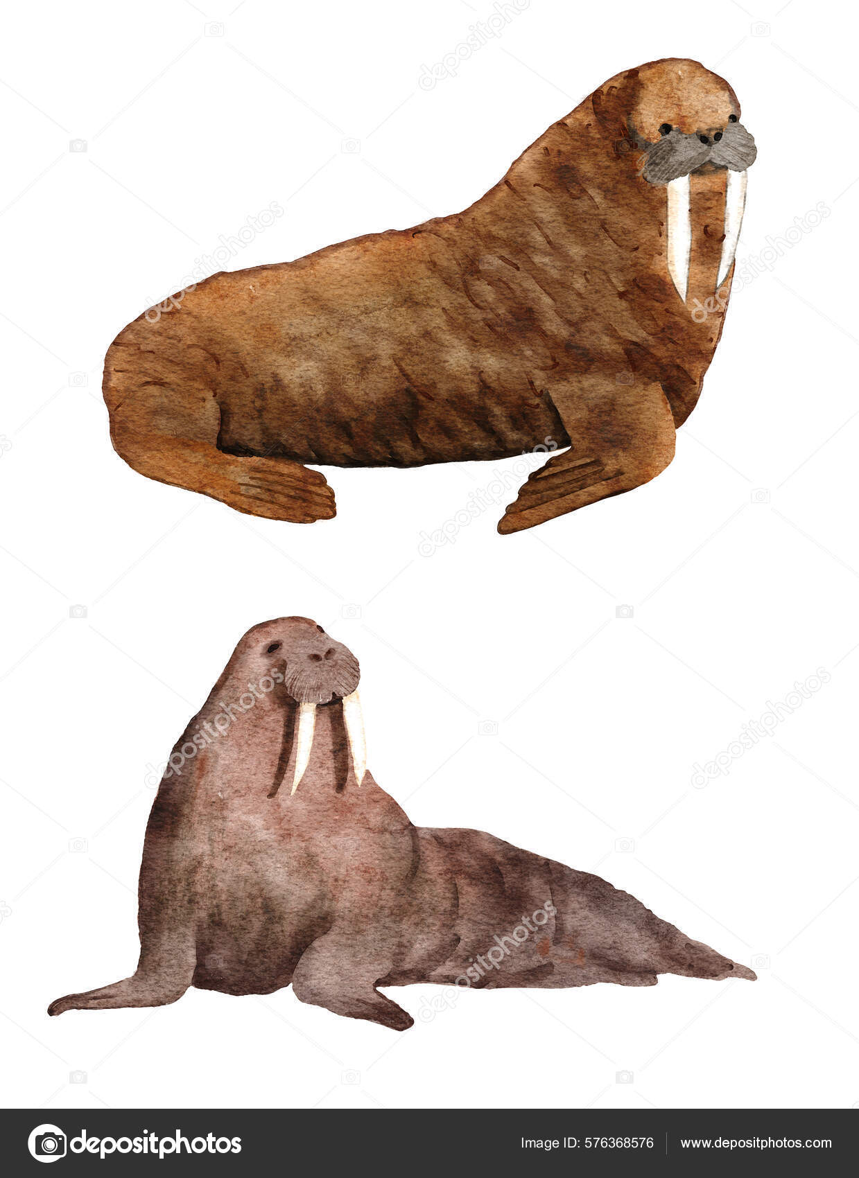 Watercolor Hadn Drawn Illustration Atlantic Walrus Endangered Sea Ocean
