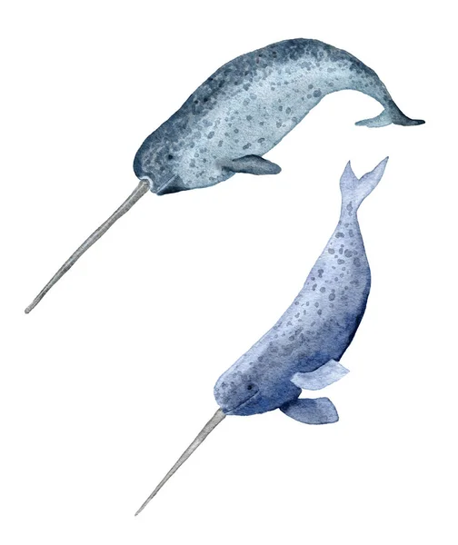 水彩画手绘了长角鲸的图解 海洋海洋野生动物濒危物种 海底生物鱼类 野生动物生态 — 图库照片