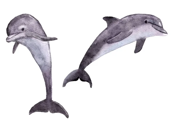 海海豚 海洋水底哺乳动物的水彩画 生态环境野生动物 野生濒危物种 — 图库照片
