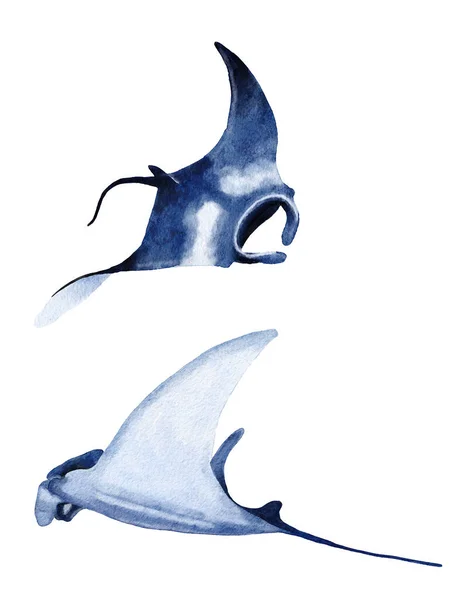 Watercolor Manta Ray Mão Desenhada Ilustração Mar Oceano Submarino Projeto — Fotografia de Stock