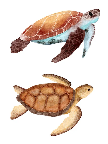 水彩画海龟手绘图解 海洋水下航海设计 濒危物种动物 太平洋水域野生动物 — 图库照片