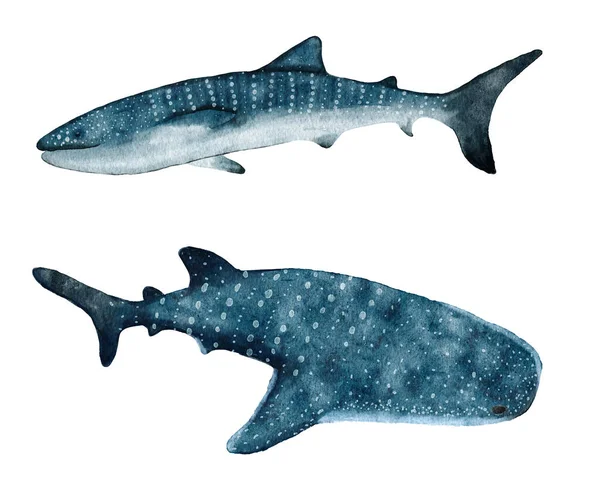 Akvarel Ruční Úsvit Velrybí Žralok Tropické Nebezpečné Skvrnité Ryby Mořský — Stock fotografie